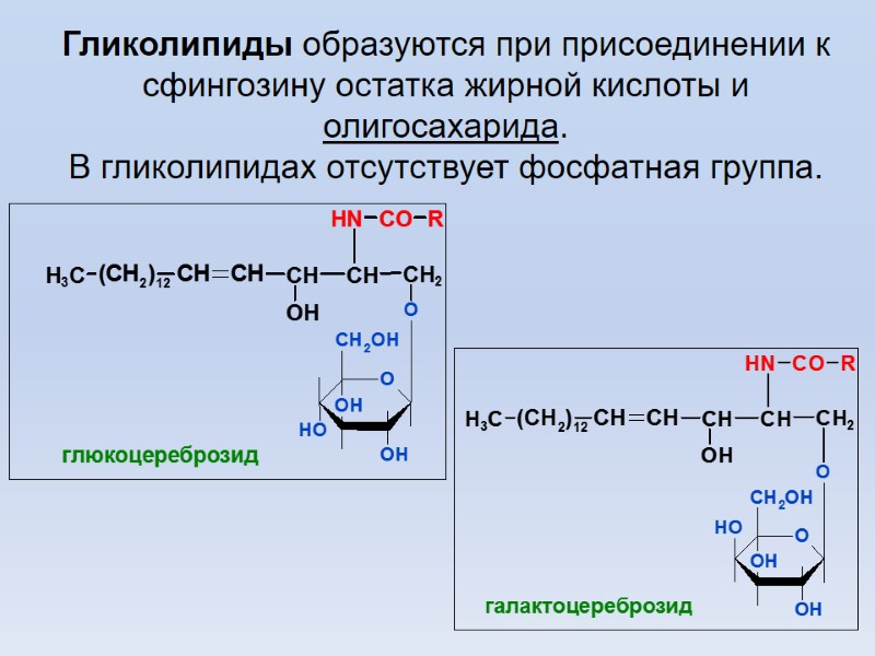 Гликолипиды образуются при присоединении к сфингозину остатка жирной кислоты и олигосахарида.  В гликолипидах